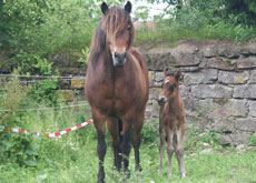 DRIFT VOM GLOCKENHOF