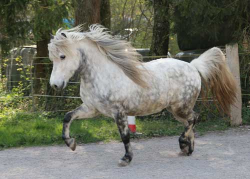 FRAMGANGA VOM GLOCKENHOF