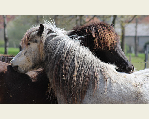 FRAMGANGA VOM GLOCKENHOF