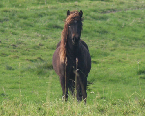 HERVÖR VOM GLOCKENHOF