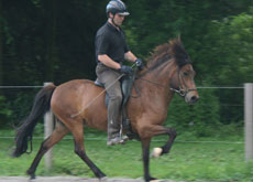 TIBRA VOM GLOCKENHOF